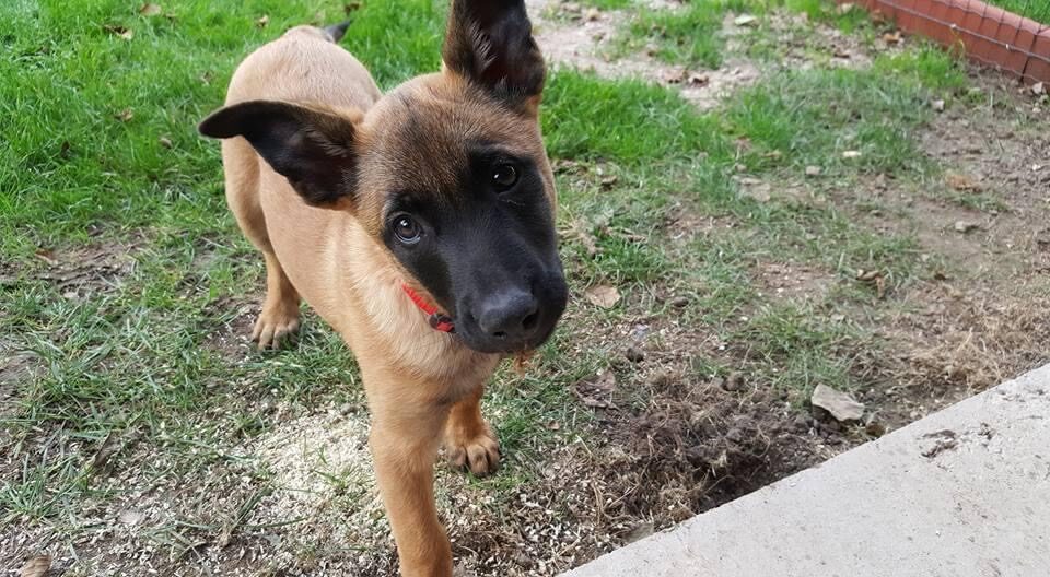 Éducation canine et chiot