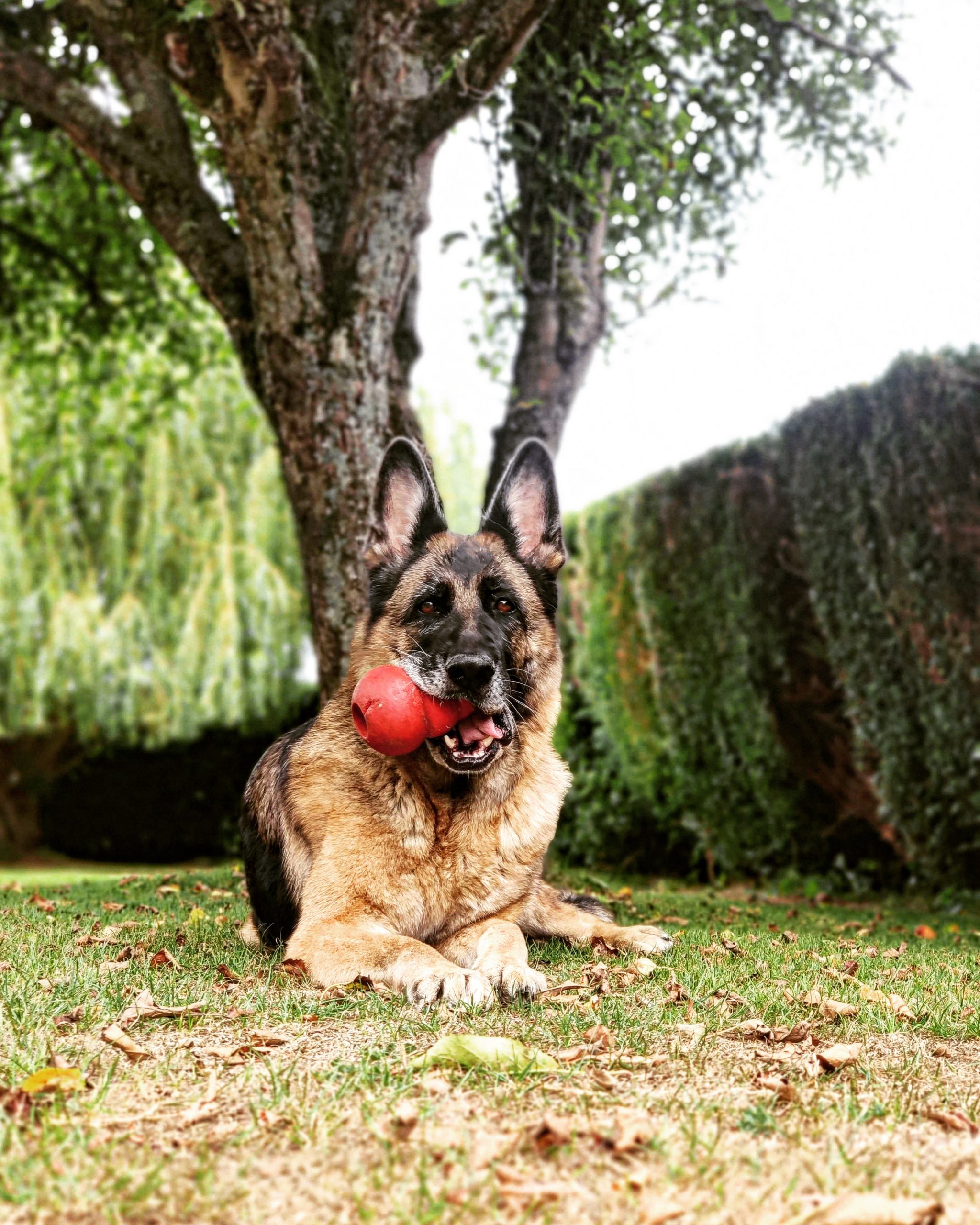 Chien calme en pension