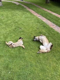 Chien heureux en pension